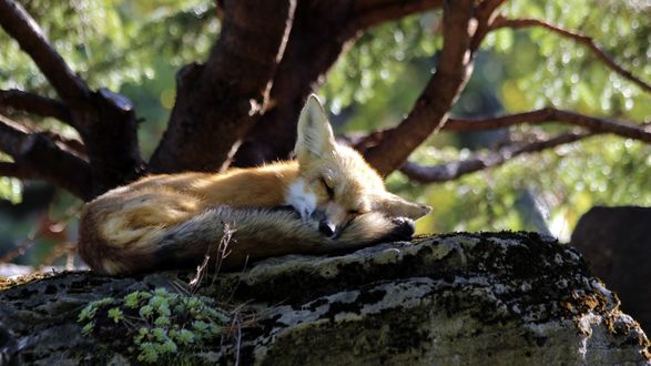Обои на рабочий стол Спящая на пригорке лиса