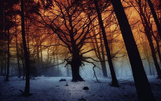Обои на рабочий стол Зимний лес в вечернее время суток, фотограф Janek Sedlar
