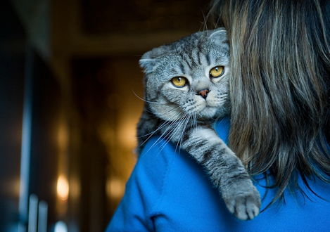Обои на рабочий стол Шотландская вислоухая кошка, сидящая на плече длинноволосой девушки в синей кофточке, фотография Novikova Olga