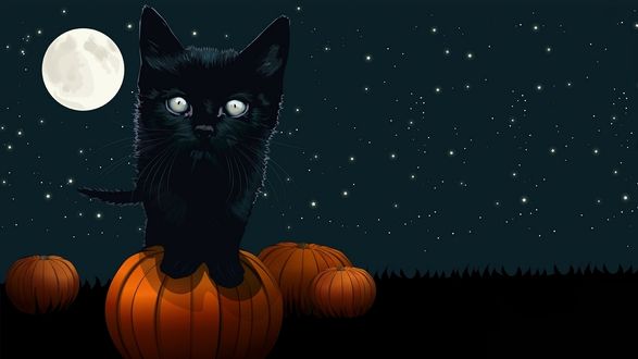 Обои на рабочий стол Черный котенок сидит на тыкве, позади него звездное небо и полная луна