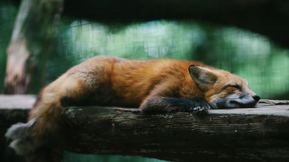 Обои на рабочий стол Лиса распласталась и спит на бревне, фотограф SwiftTheFox