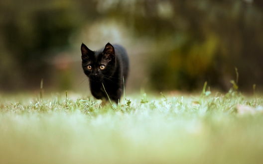 Обои на рабочий стол Черный котенок идет по траве