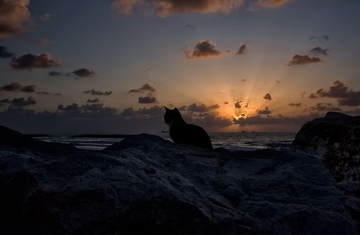 Обои на рабочий стол Силуэт кошки, сидящей на каменном валуне морского побережья, с тоской вглядывающейся в морские просторы, по которым уплыл на корабле ее хозяин, фотография Nateletro