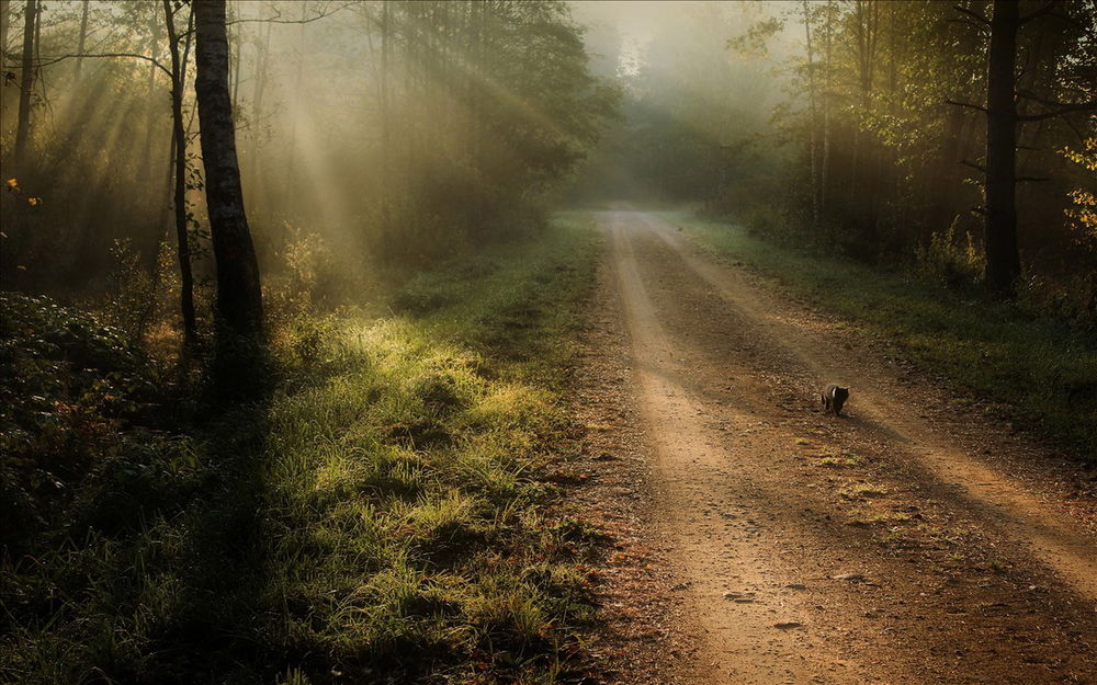 Обои для рабочего стола Темная кошка, одиноко идущая по грунтовой дороге в лесной чащобе с пробивающимися сквозь листву деревьев солнечными лучами, фотография Игоря Денисова