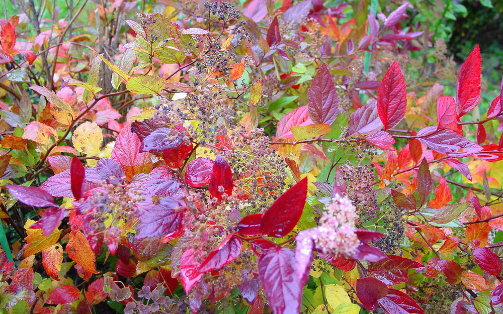 Обои для рабочего стола Осенняя разноцветная листва