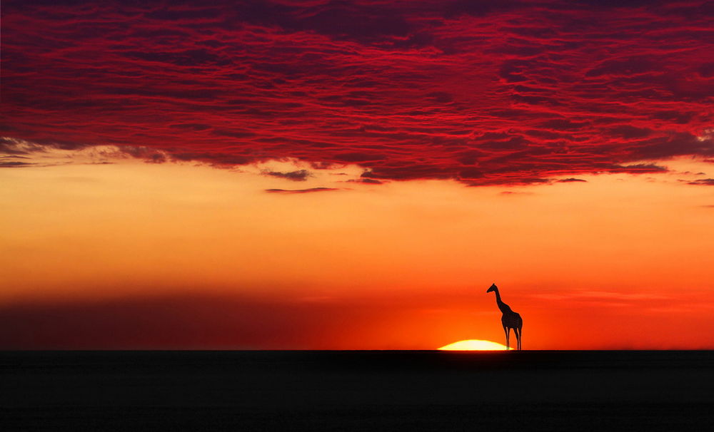 Обои для рабочего стола Силуэт жирафа, стоящий на фоне заходящего за линию горизонта солнца, багряных туч на небе, фотография Moro