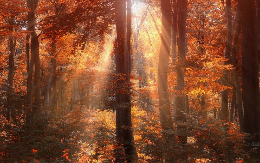 Обои для рабочего стола Яркие солнечные лучи пробиваются в осенний лес