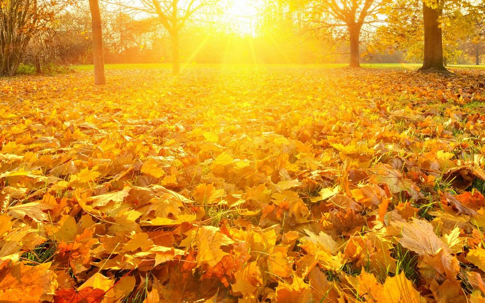Обои для рабочего стола Яркие лучи солнца освещают усыпанный кленовыми листьями парк