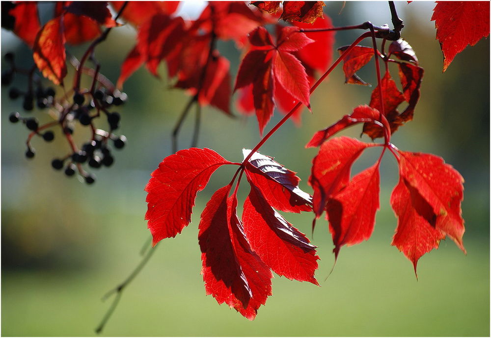 Обои для рабочего стола Красные осенние листья дикого винограда, фотография Николая Шахманцира