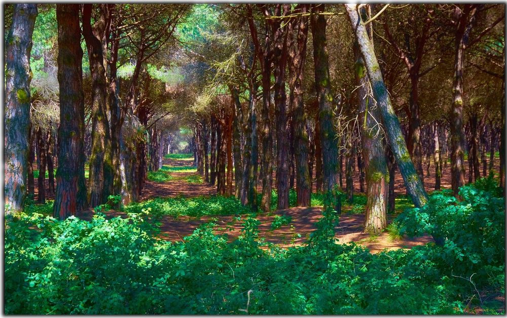 Обои для рабочего стола Тропинка в лесу, фотограф Moyan Brenn