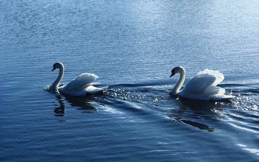 Картинка лебедя на воде