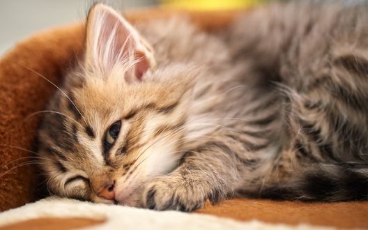 Обои на рабочий стол Сонный котенок приоткрыл один глаз