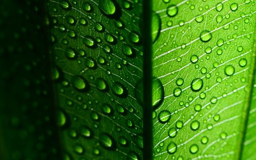 Обои на рабочий стол Капли воды крупным планом на зеленом листке