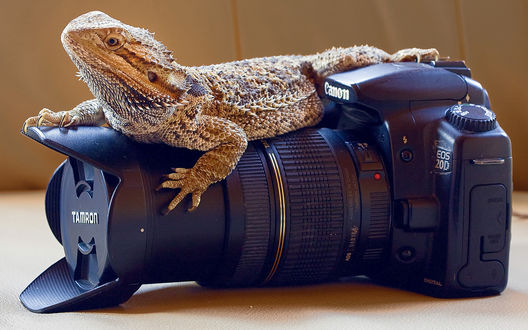 Обои на рабочий стол Варан сидит на фотоаппарате canon