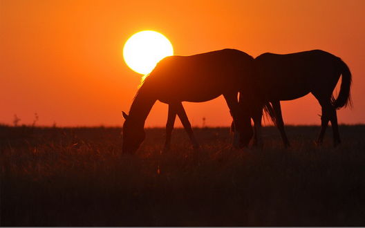Обои на рабочий стол Силуэты коней, пасущихся на лугу на фоне ярко светящегося диска солнца и багряного заката на безоблачном небе, фотография Дмитрия