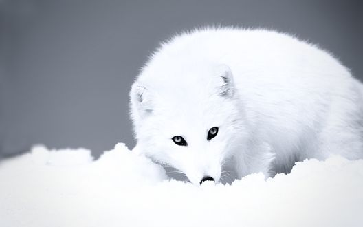 Обои на рабочий стол Белый волк на снегу