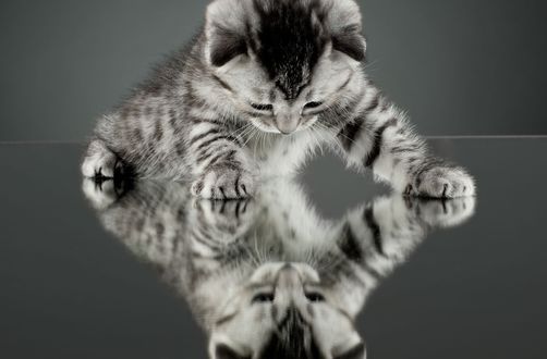 Обои на рабочий стол Котенок смотрит на свое отражение