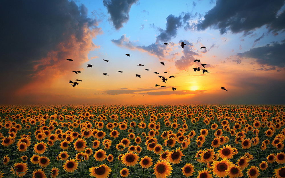 Обои для рабочего стола Огромное подсолнечное поле на фоне заходящего солнца, темных туч и парящих в небе птиц, фотография Александра Сысуева