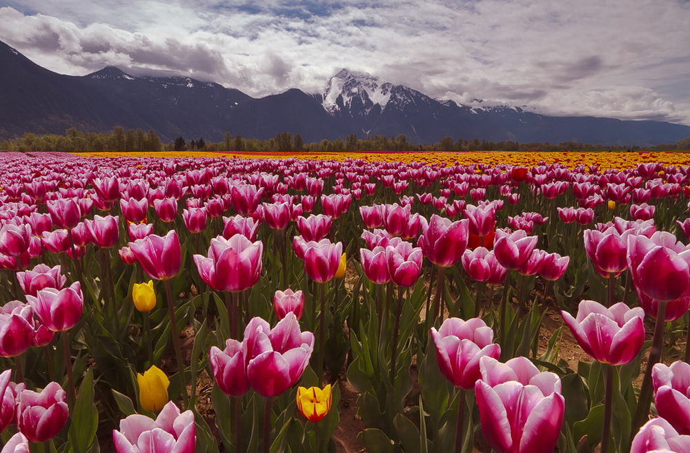 Обои для рабочего стола Цветущее весной огромное поле разноцветных тюльпанов в предгорье, пики горных вершин поднимаются выше низкой облачности, фотография Геннадия Алексеича