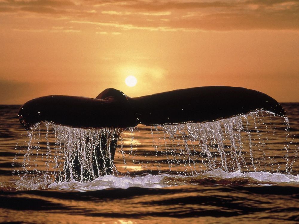 Обои для рабочего стола Хвост кита с брызгами воды на фоне закатного неба