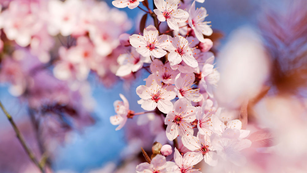 Обои для рабочего стола Цветущее весной вишневое дерево