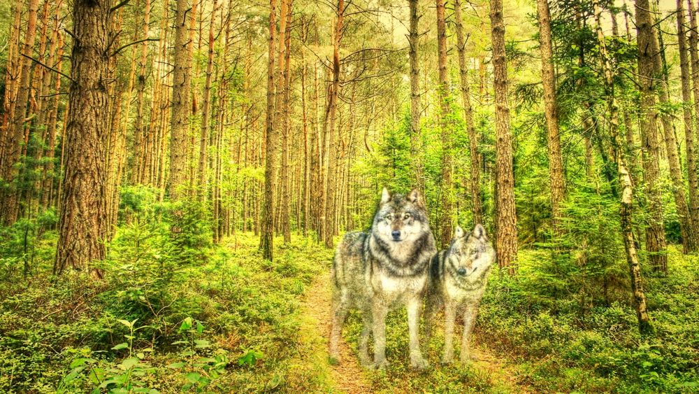 Обои для рабочего стола Пара волков на лесной тропинке