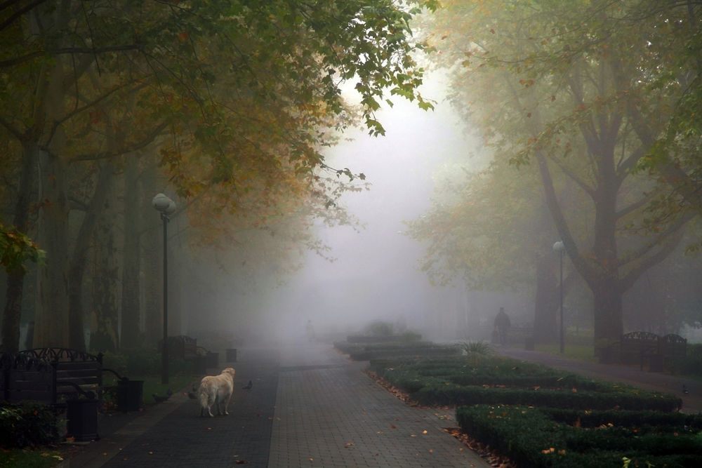 Обои для рабочего стола Бездомный пес, одиноко бродящий по аллее парка, усыпанной желтыми, осенними листьями, проходящих мимо людей, туманной мглы, опустившейся над аллеями и деревьями, автор Ritta