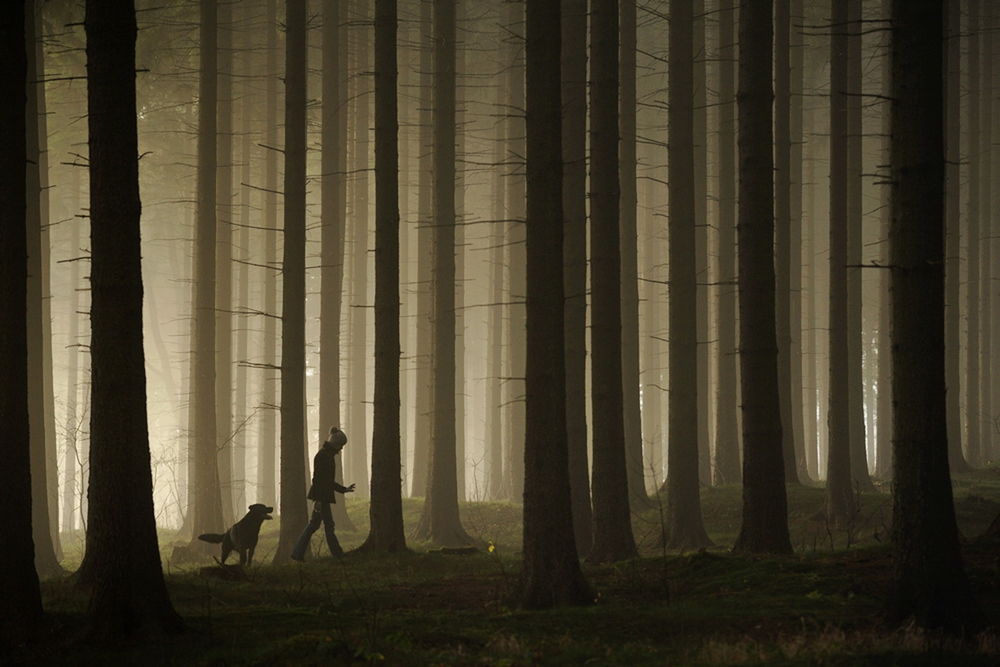 Обои для рабочего стола Юноша гуляет с собакой по лесному массиву с высокими корабельными соснами с легкой туманной дымкой между деревьями, автор Sebastian Luczywo
