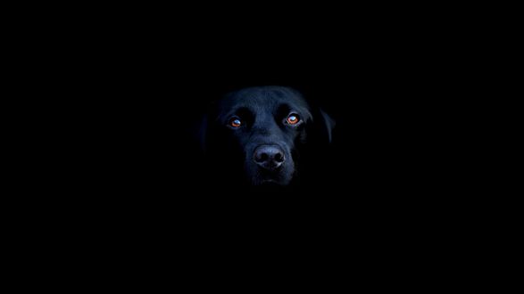 Обои на рабочий стол Черный лабрадор ретривер / Labrador Retriever с коричневыми глазами на черном фоне