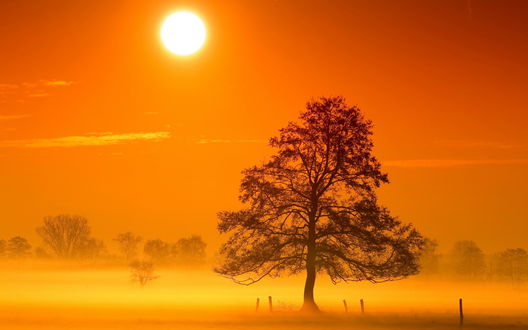 Обои на рабочий стол Яркое утреннее солнце светит сквозь густой туман в поле