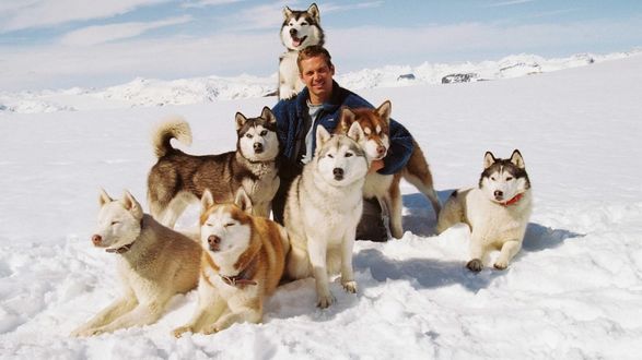 Обои на рабочий стол Актер Пол Уокер / Paul Walker в окружении собак породы хаски, момент между съемками фильма Белый плен / Eight Below