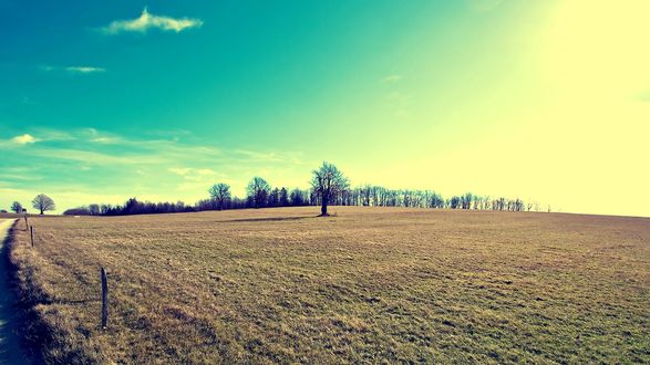Обои на рабочий стол Деревья в высохшем поле под голубым небом