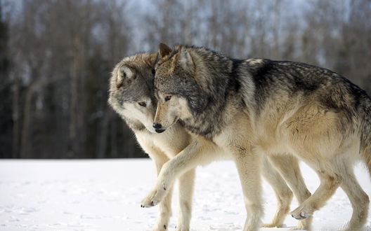 Арт два волка (69 фото)