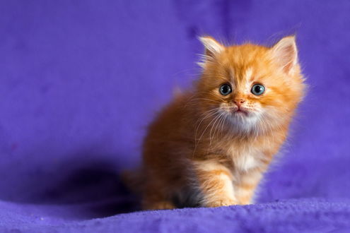 Обои на рабочий стол Длинношерстный, рыжий, домашний котенок с голубыми глазами, сидящий на фиолетовой драпировке