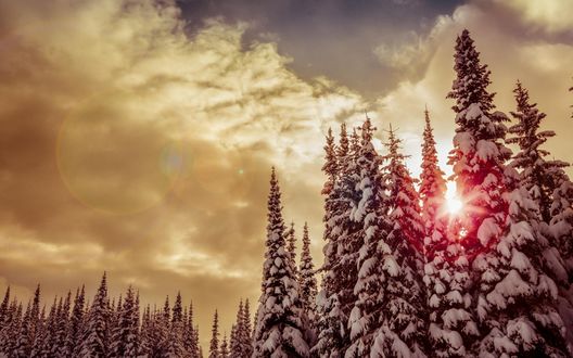 Обои на рабочий стол Солнце светит сквозь заснеженные ели