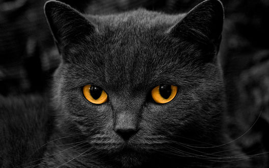 Картинки серого кота