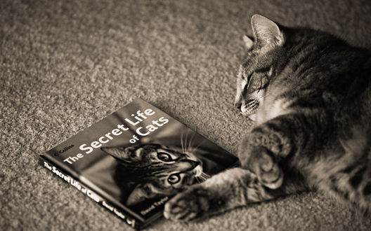 Обои на рабочий стол Полосатый кот спит на ковре, рядом лежит книжка The Secret Life of Cats
