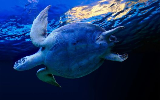 Обои на рабочий стол Морская черепаха плывет на поверхности воды