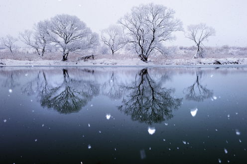Обои на рабочий стол Деревья в снегу и их отражение в воде, работа Finely the snow / мелкий снег, фотограф KIM SUK EUN