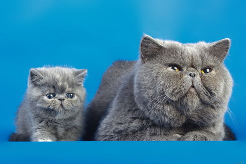 Обои на рабочий стол Маленький персидский котенок серого окраса со своей матерью на лазурном фоне