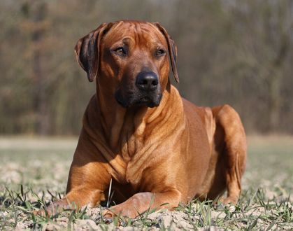 Обои на рабочий стол Собака породы Rhodesian Ridgeback лежит на траве
