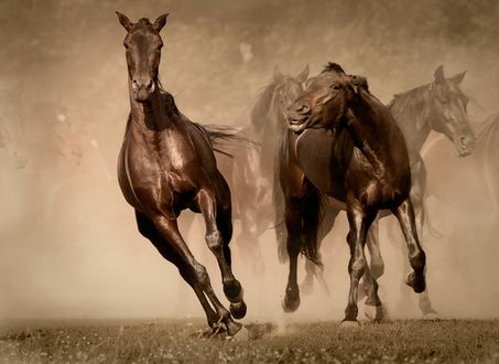 Обои на рабочий стол Быстро скачущие лошади, работа кони - звери, фотограф Fotojazz