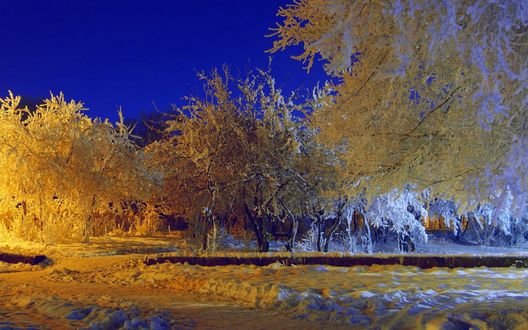 Обои на рабочий стол Деревья в парке, покрытые густым слоем инея, стоящие на заснеженной аллее, подсвеченные внешним источником освещения для фотографирования на фоне вечернего голубого неба