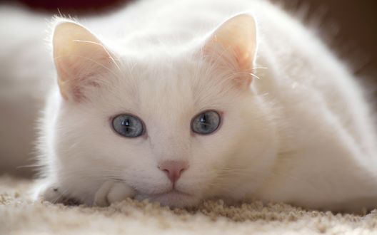Обои на рабочий стол Белая кошка смотрит на нас, лежа на ковре