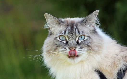 Обои на рабочий стол Кот с высунутым языком
