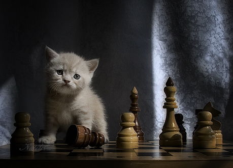 Обои на рабочий стол Серый котенок, сидящий на доске с шахматными фигурами, автор Nateletro