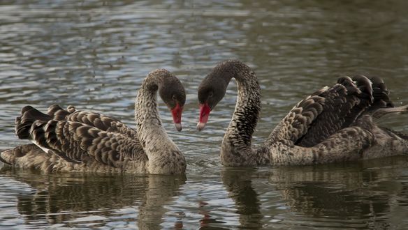 Обои на рабочий стол Два серых лебедя на воде