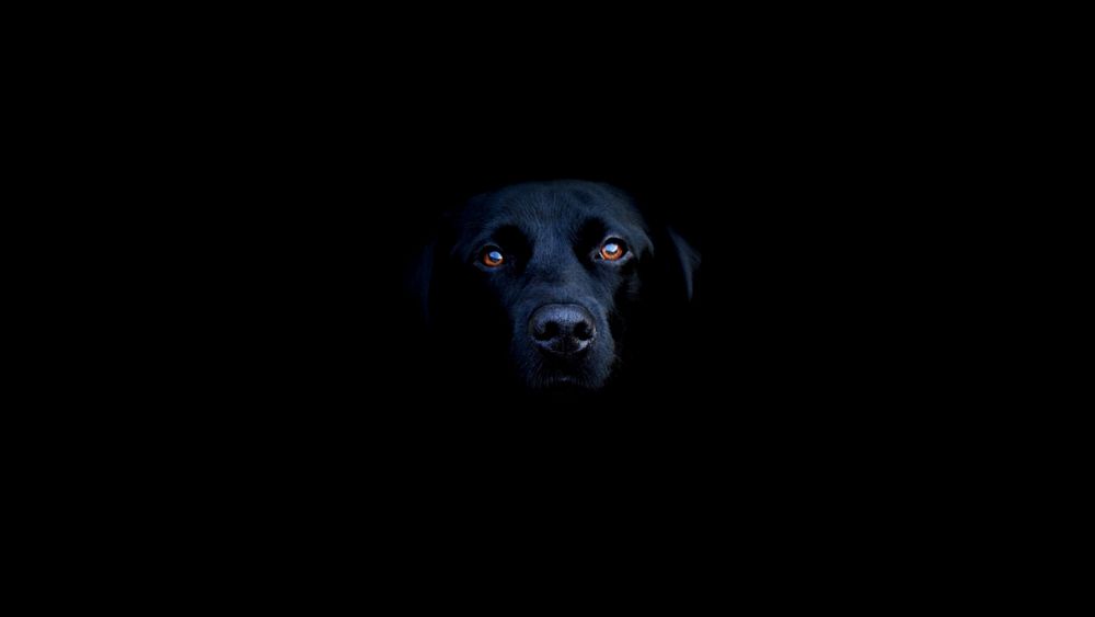 Обои для рабочего стола Черный лабрадор ретривер / Labrador Retriever с коричневыми глазами на черном фоне