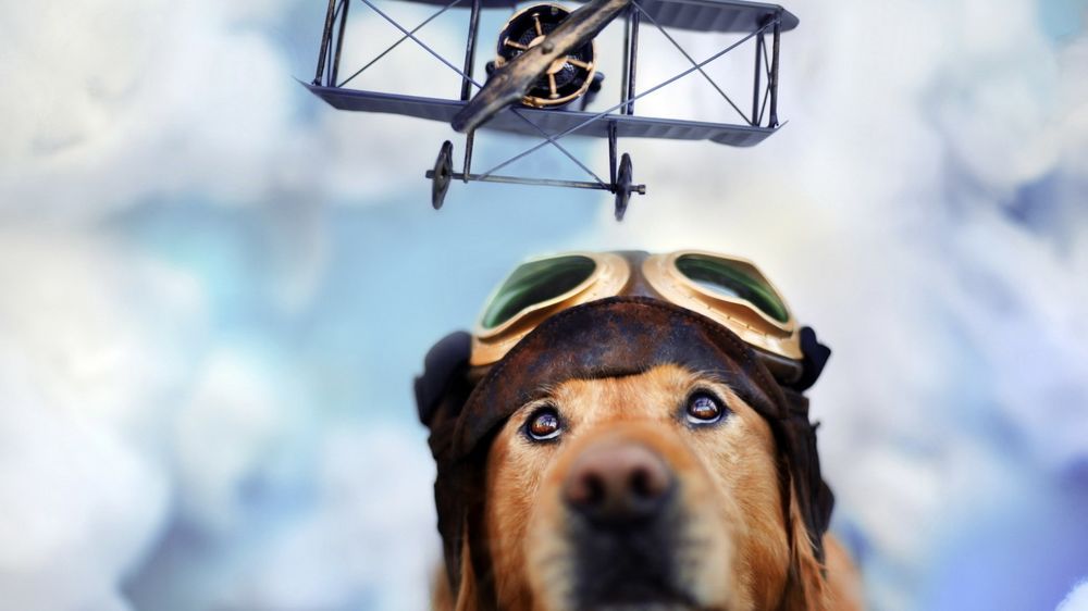 Обои для рабочего стола Собака породы золотистый ретривер смотрит на пролетающий над ней самолет
