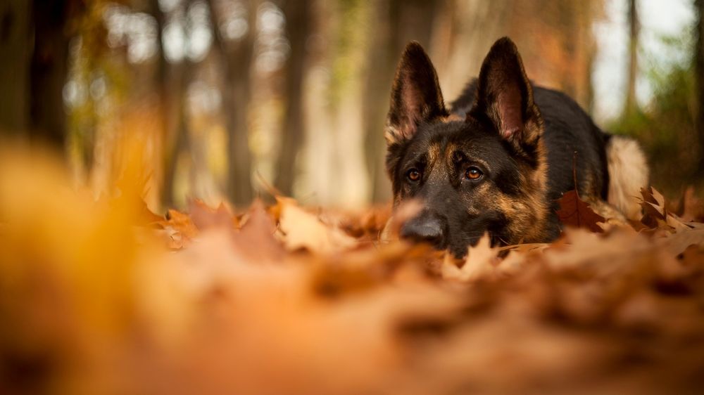 Обои для рабочего стола Собака породы немецкая овчарка лежит на осенних листьях